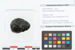 Foto (Objekt + Etikett) von Sequoia bowerbankii Ettingshausen (NHMW-GEO-2024-0188-8947)